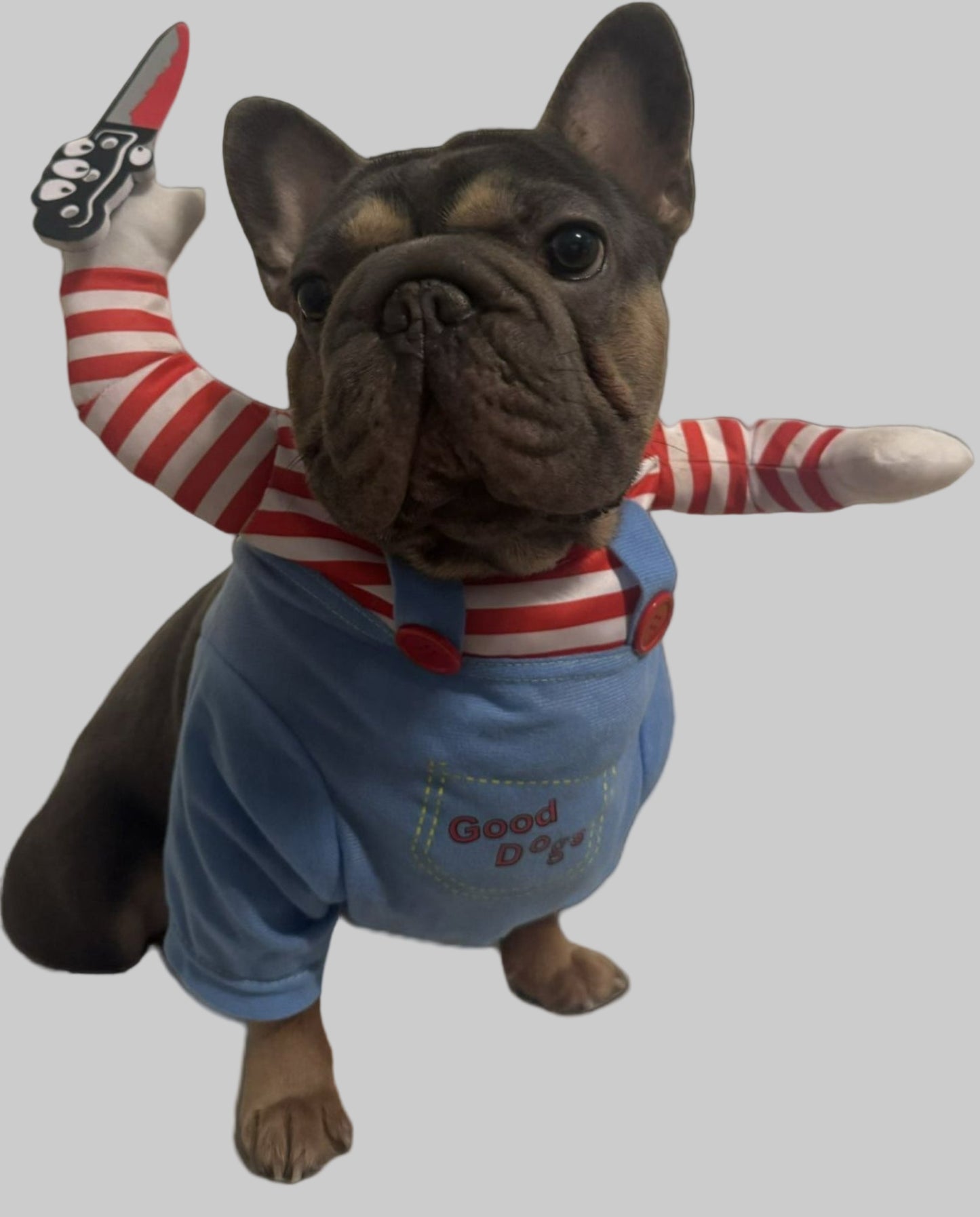 Funny Dog Costume for Small / Medium Dogs and Cats